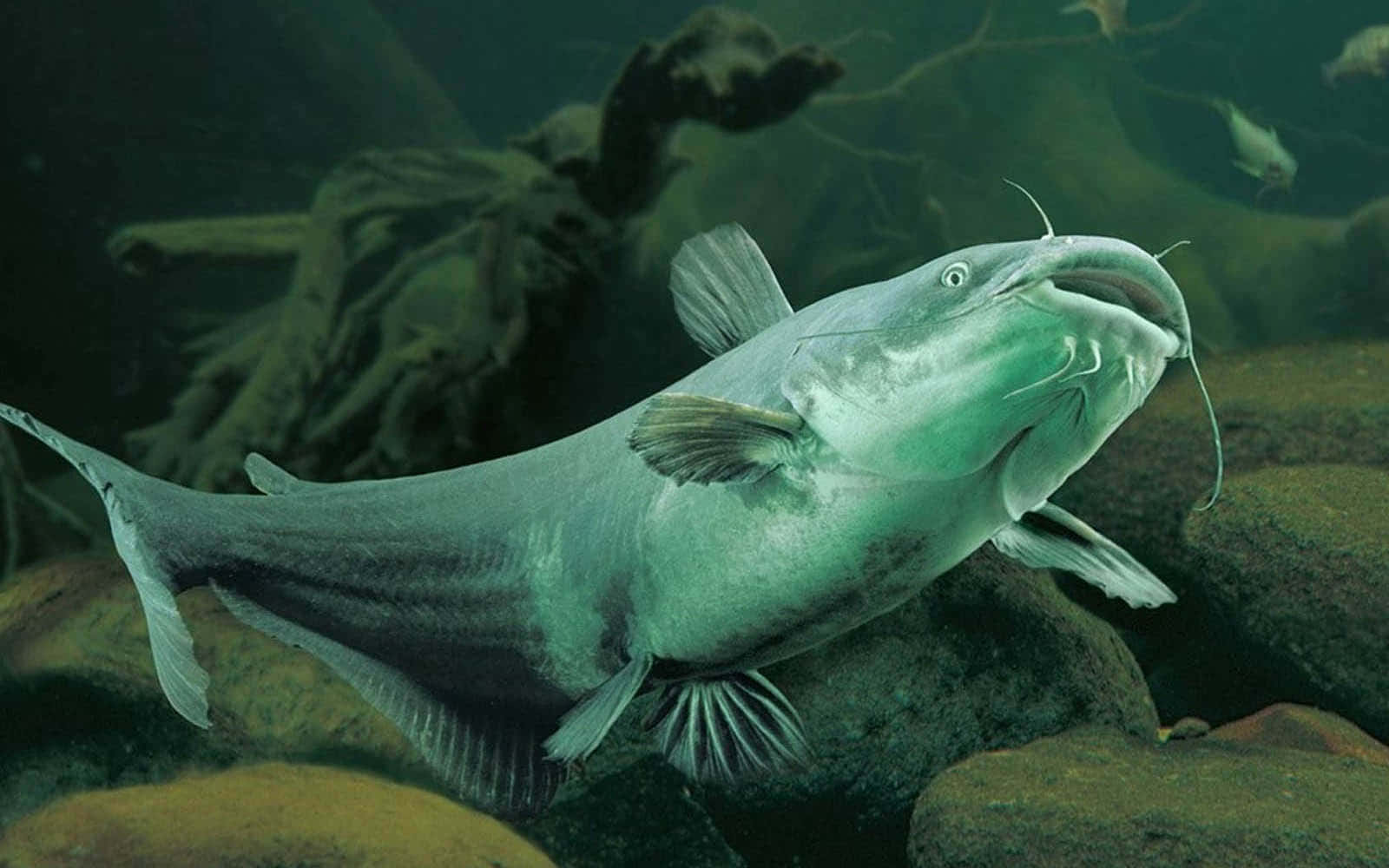 A catfish swims in the depths of a tranquil lake Wallpaper