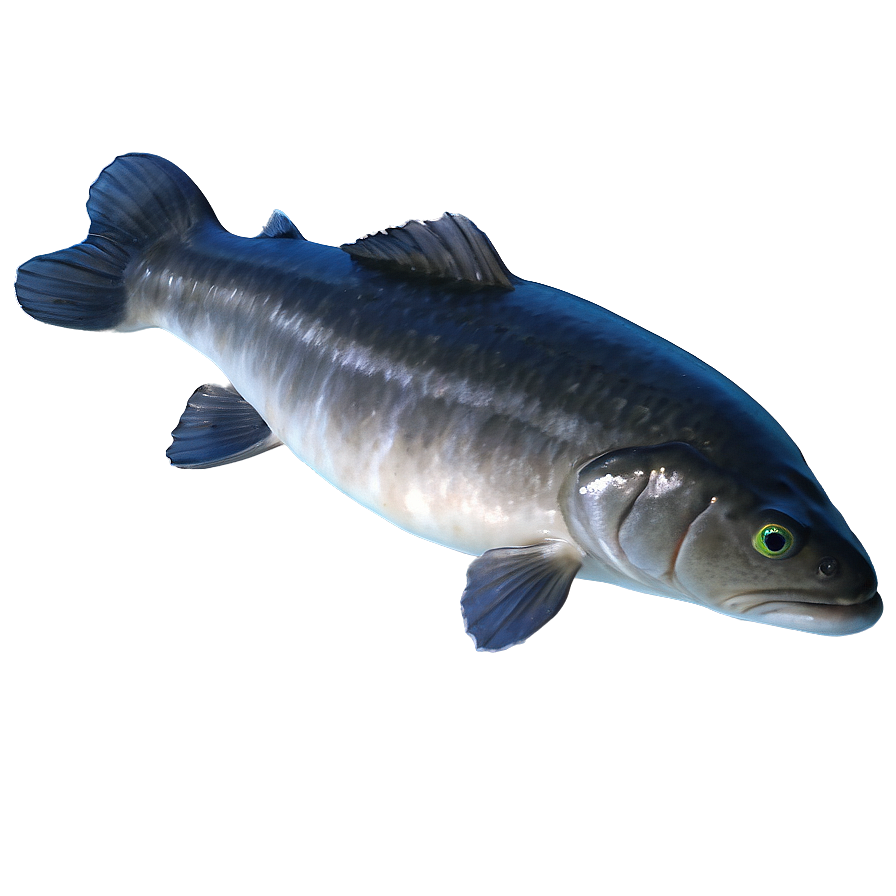 Catfish Png 04292024 PNG