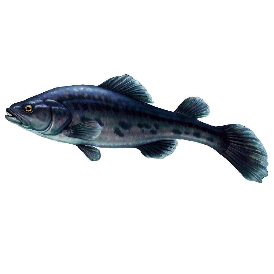 Catfish Png Jdl PNG