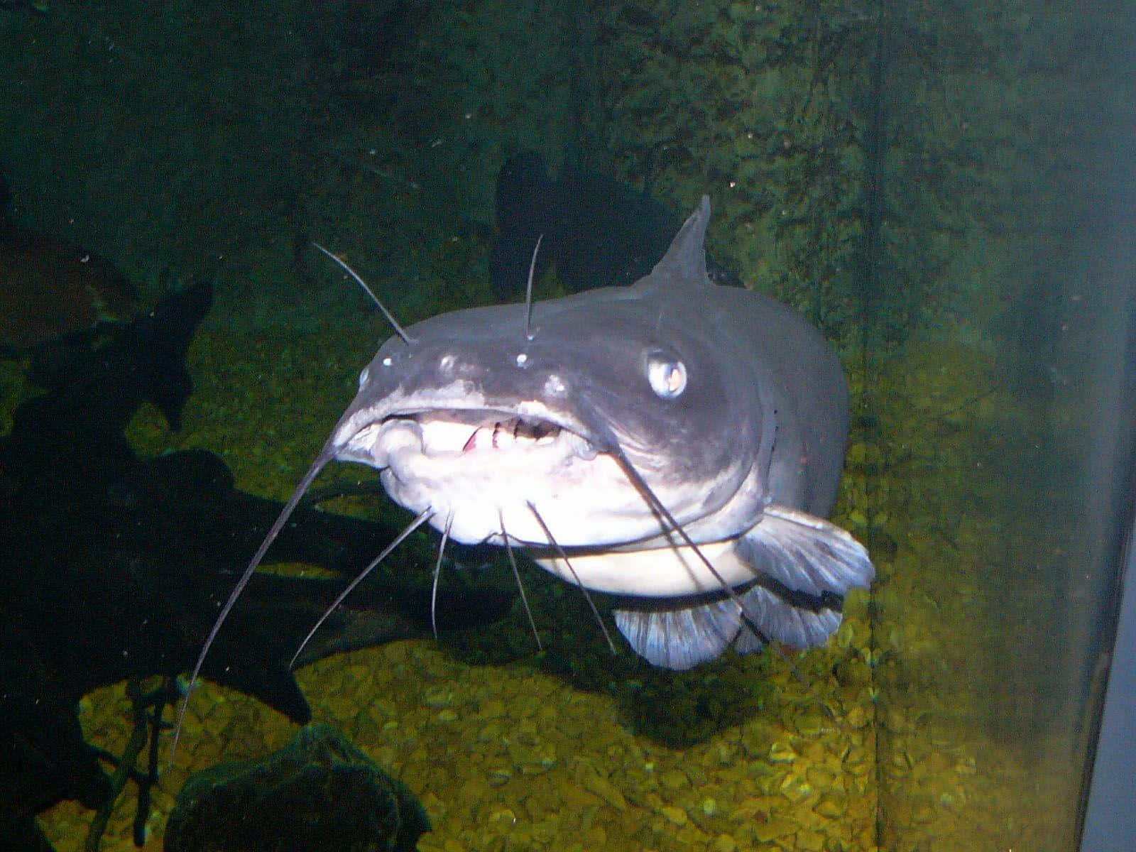 O Grey Catfish É Uma Ótima Opção Para Um Papel De Parede Simples E Elegante. Papel de Parede