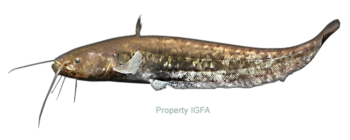 Catfish Side View I G F A PNG