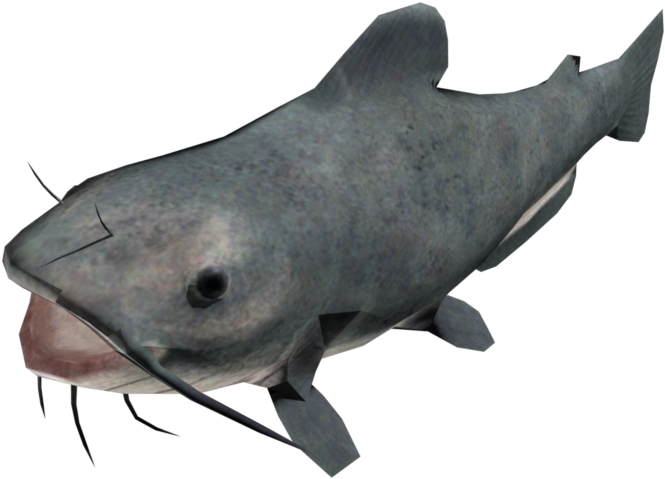 Catfish Side View PNG