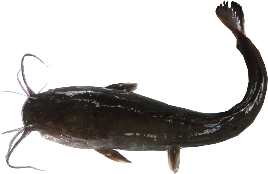 Catfish Side View Transparent Background PNG