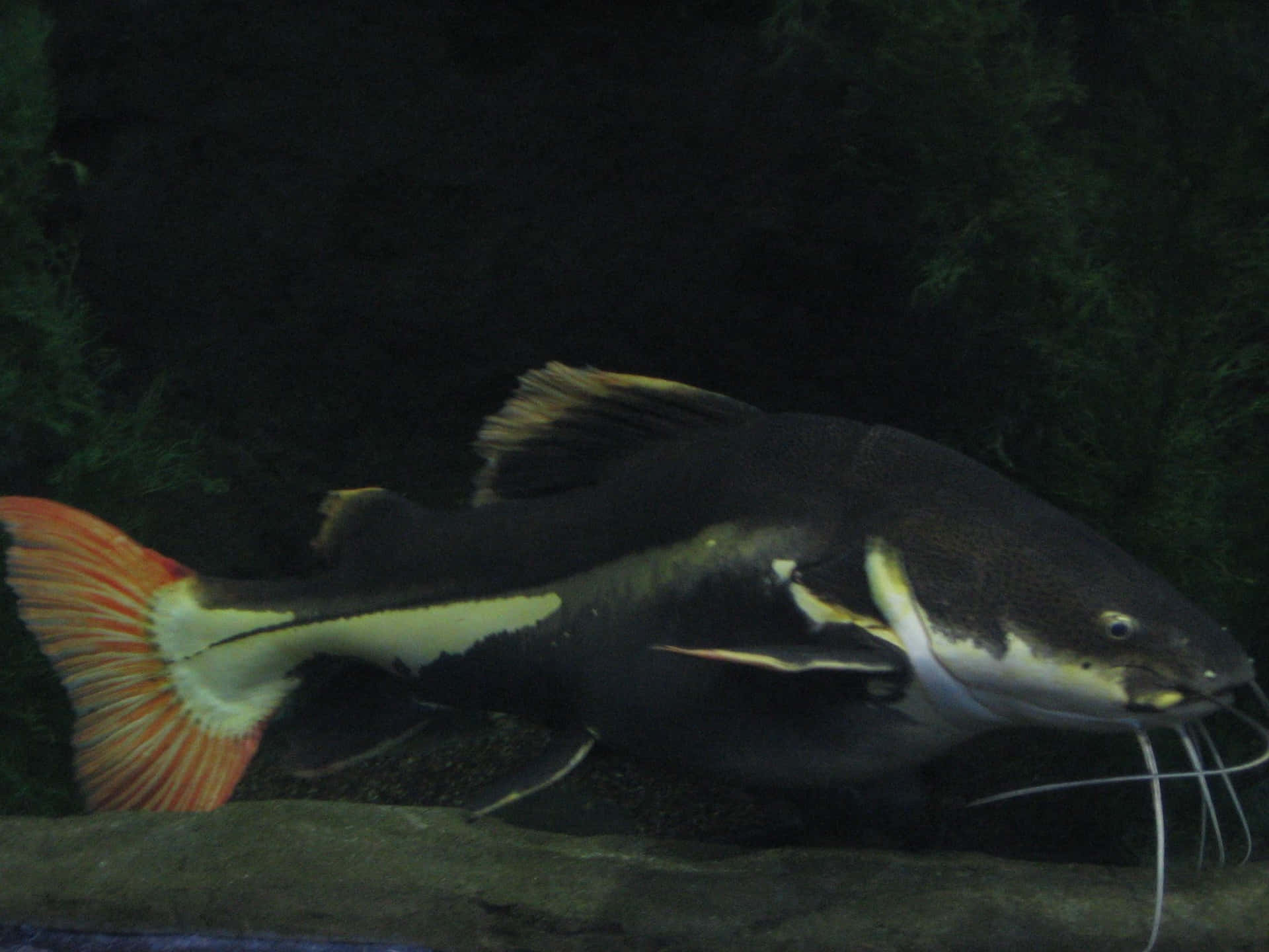 Redtail Catfish Wallpaper