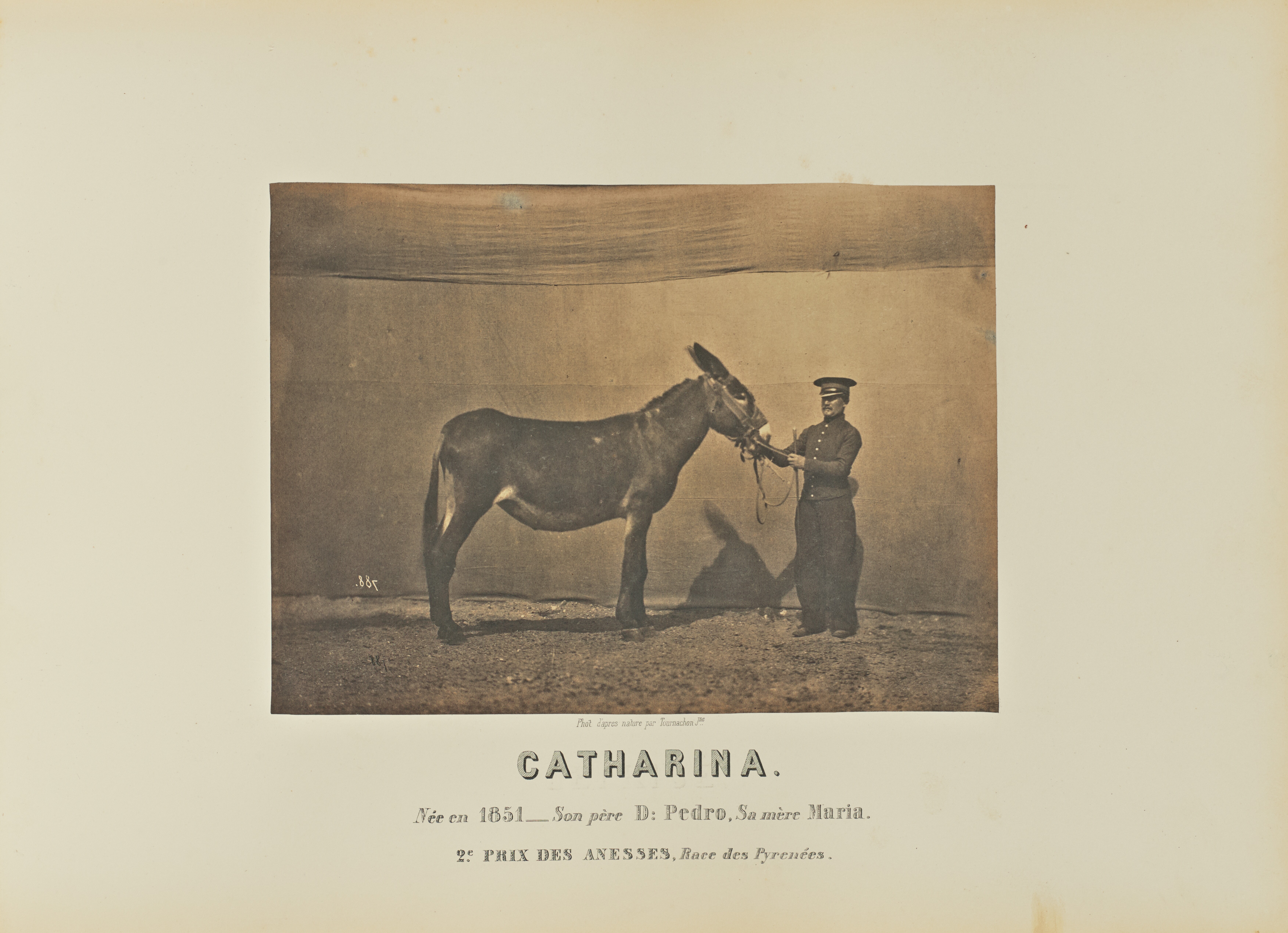 Catharina Wallpaper