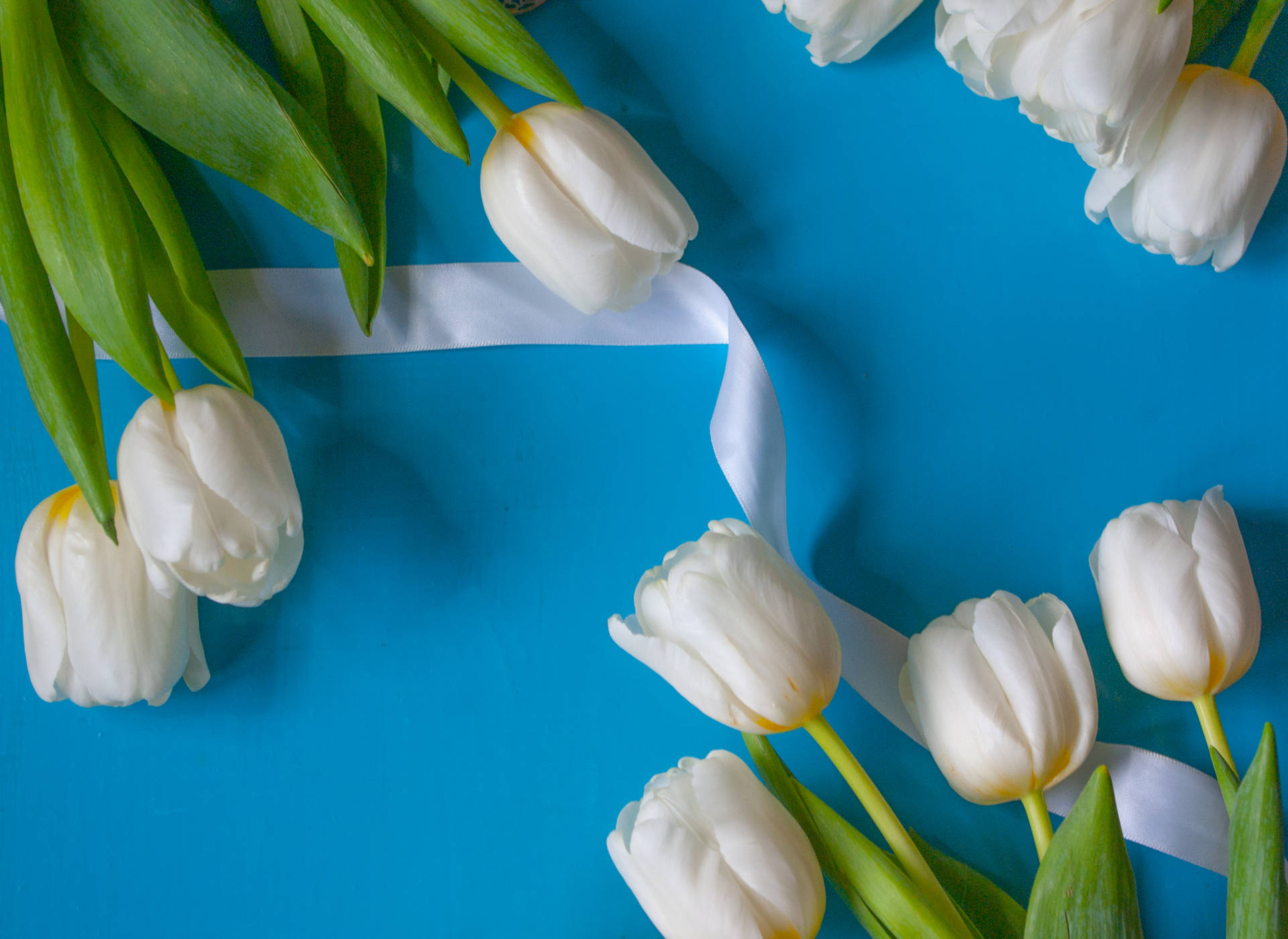 Catherina Single White Tulips HD Wallpaper