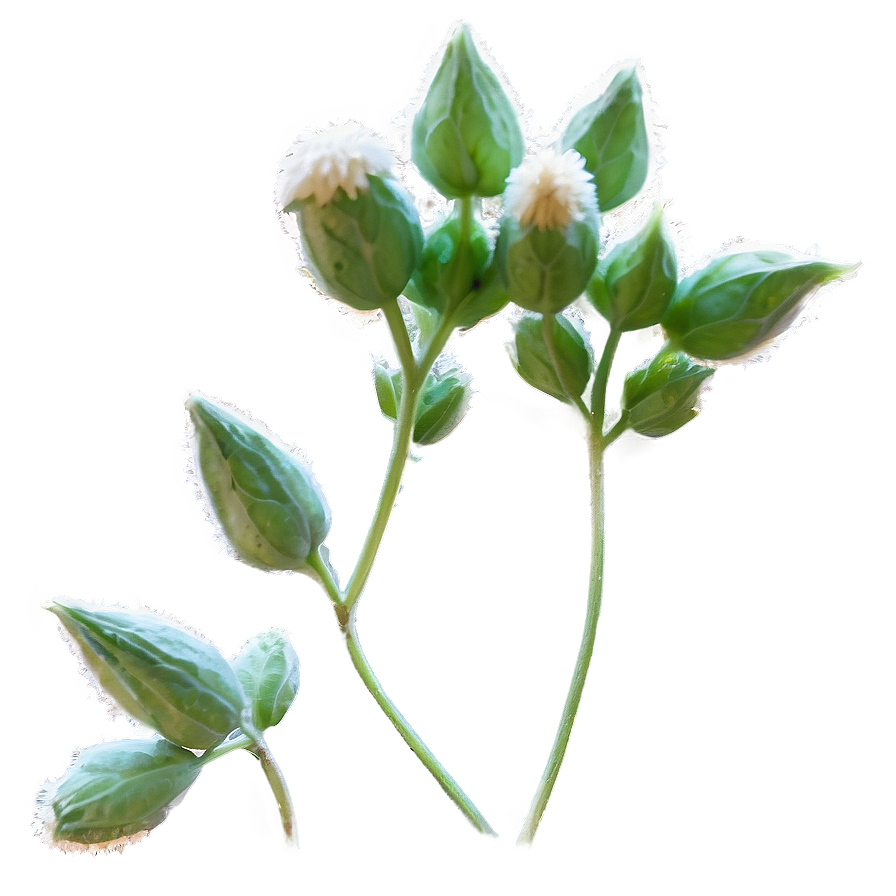 Catnip Flower Blooms Png Gfn1 PNG