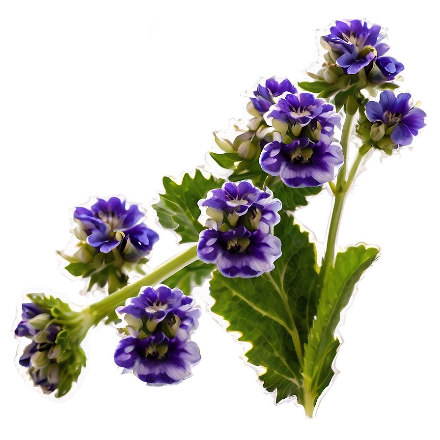 Catnip Flower Blooms Png Hap PNG