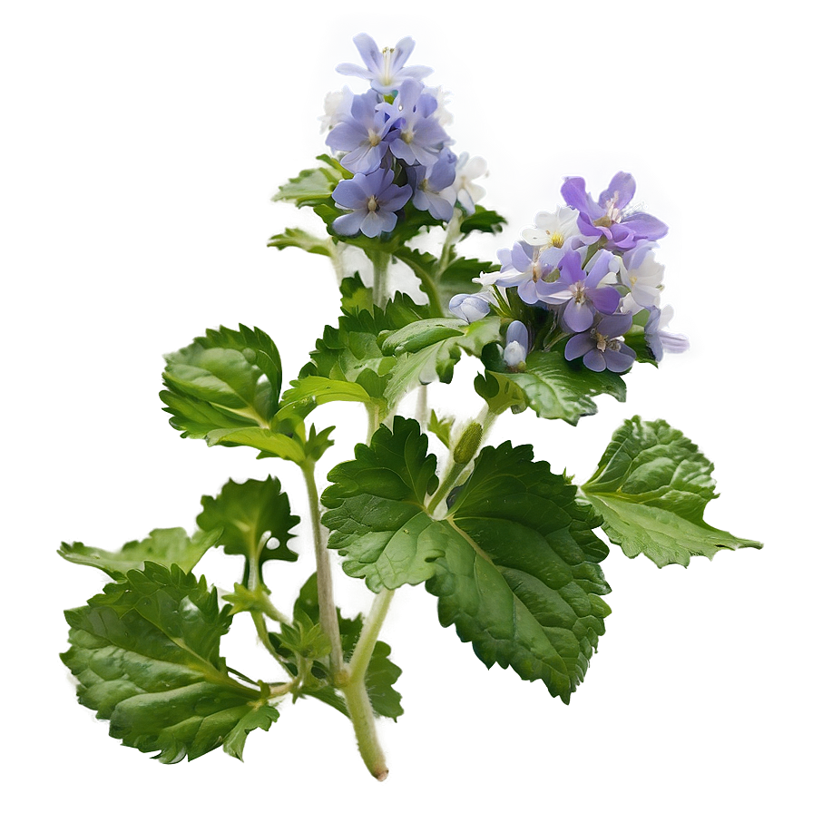 Catnip Flower Blooms Png Yah PNG