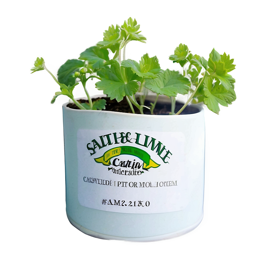 Catnip Growing Kit Png Gwg22 PNG