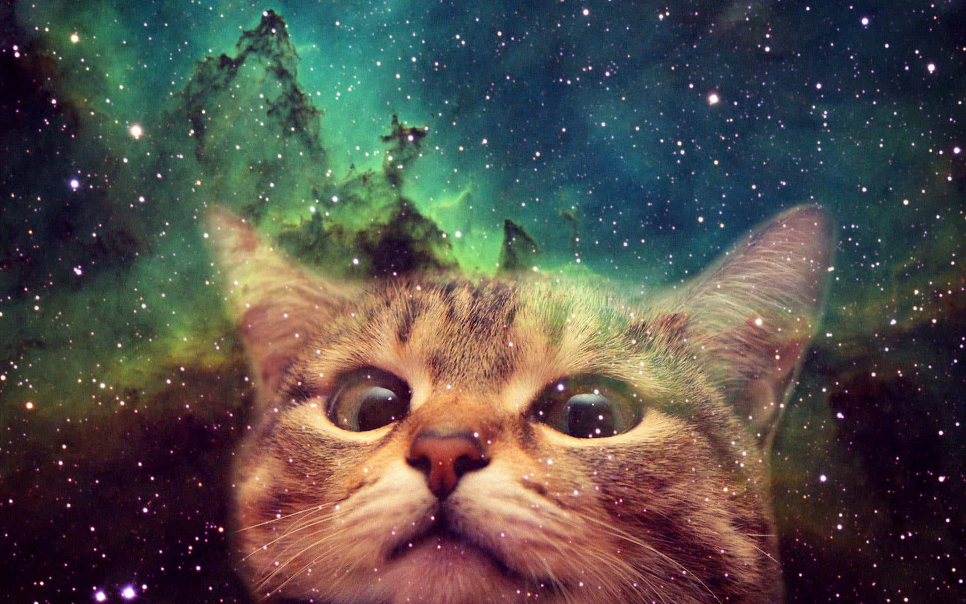 "Cats in Outer Space" Wallpaper