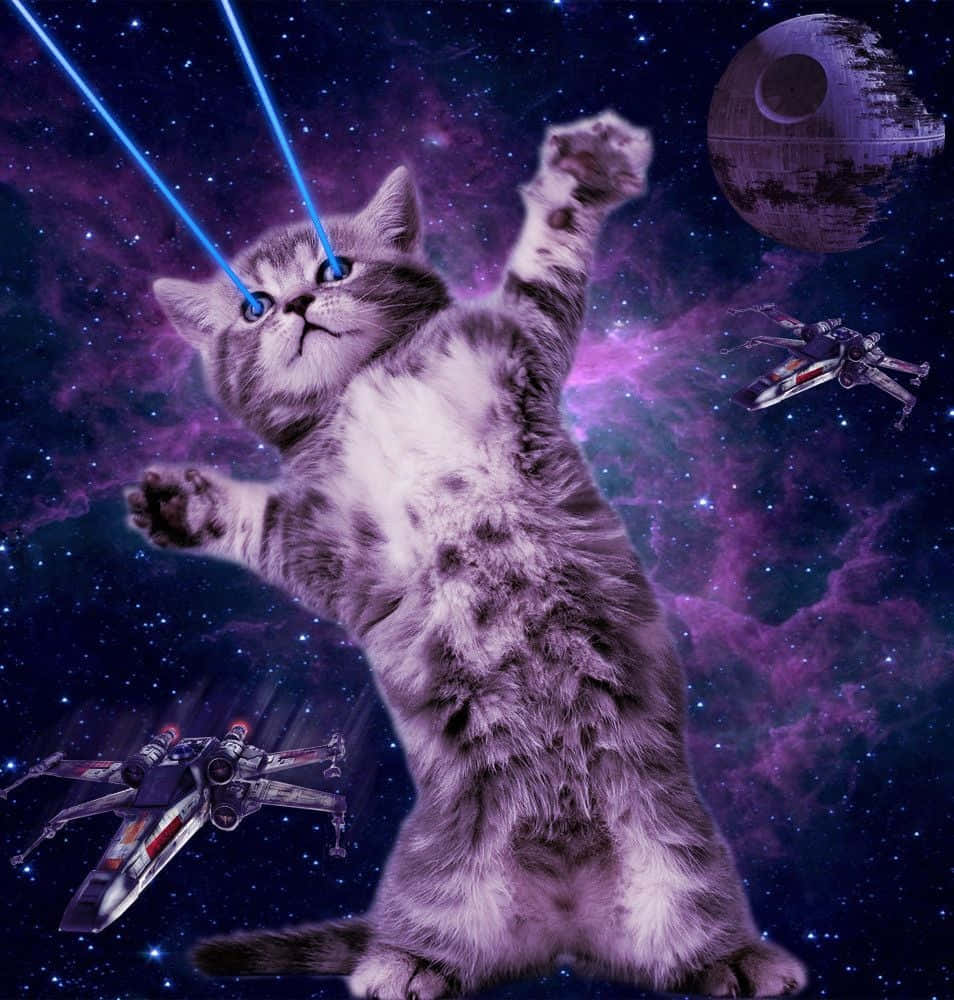 "Cutting-edge exploration: Cats venture where no other species has gone before - into space!" Wallpaper