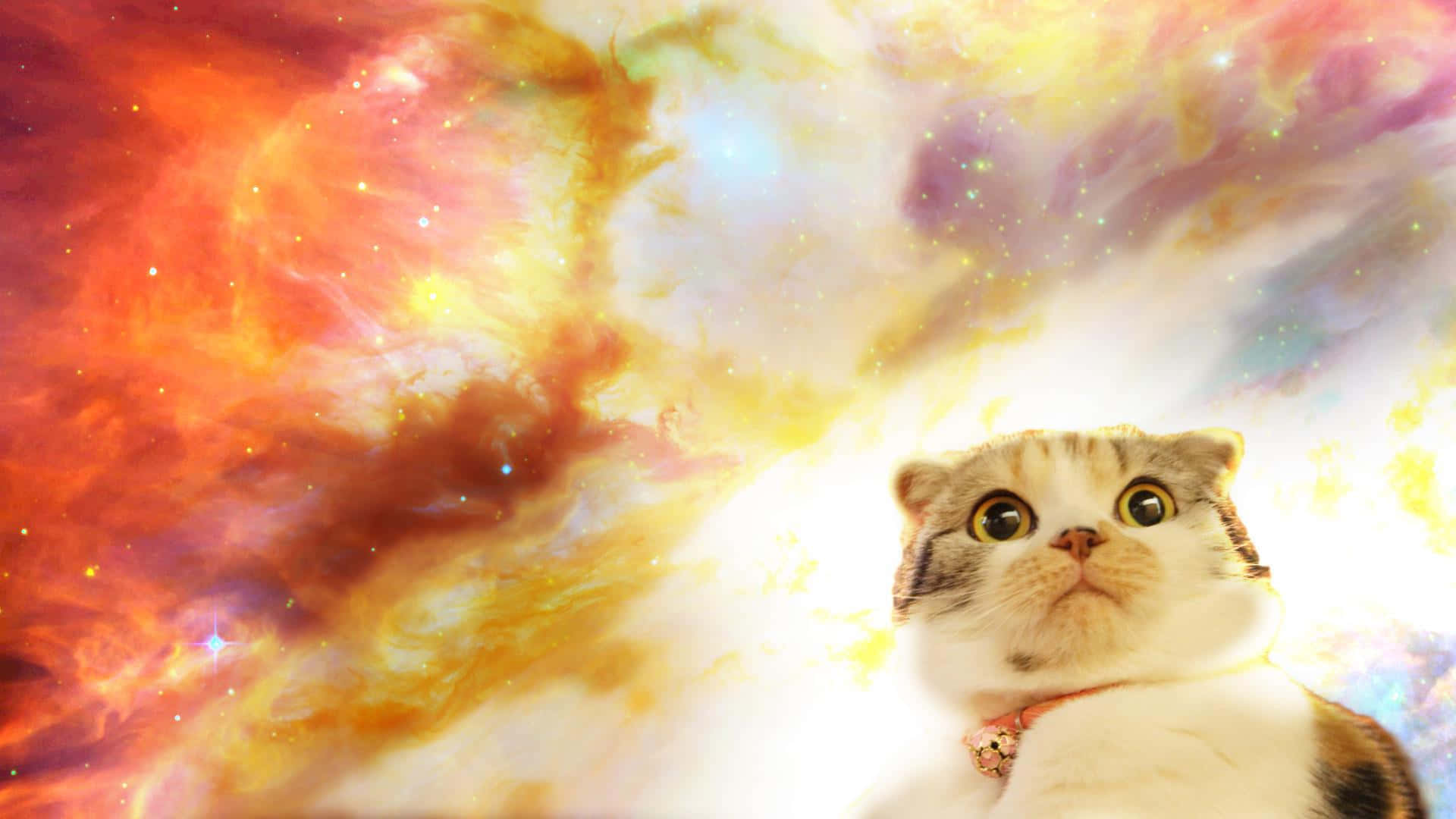Two cats, making the impossible possible, explore the outer reaches of space. Wallpaper