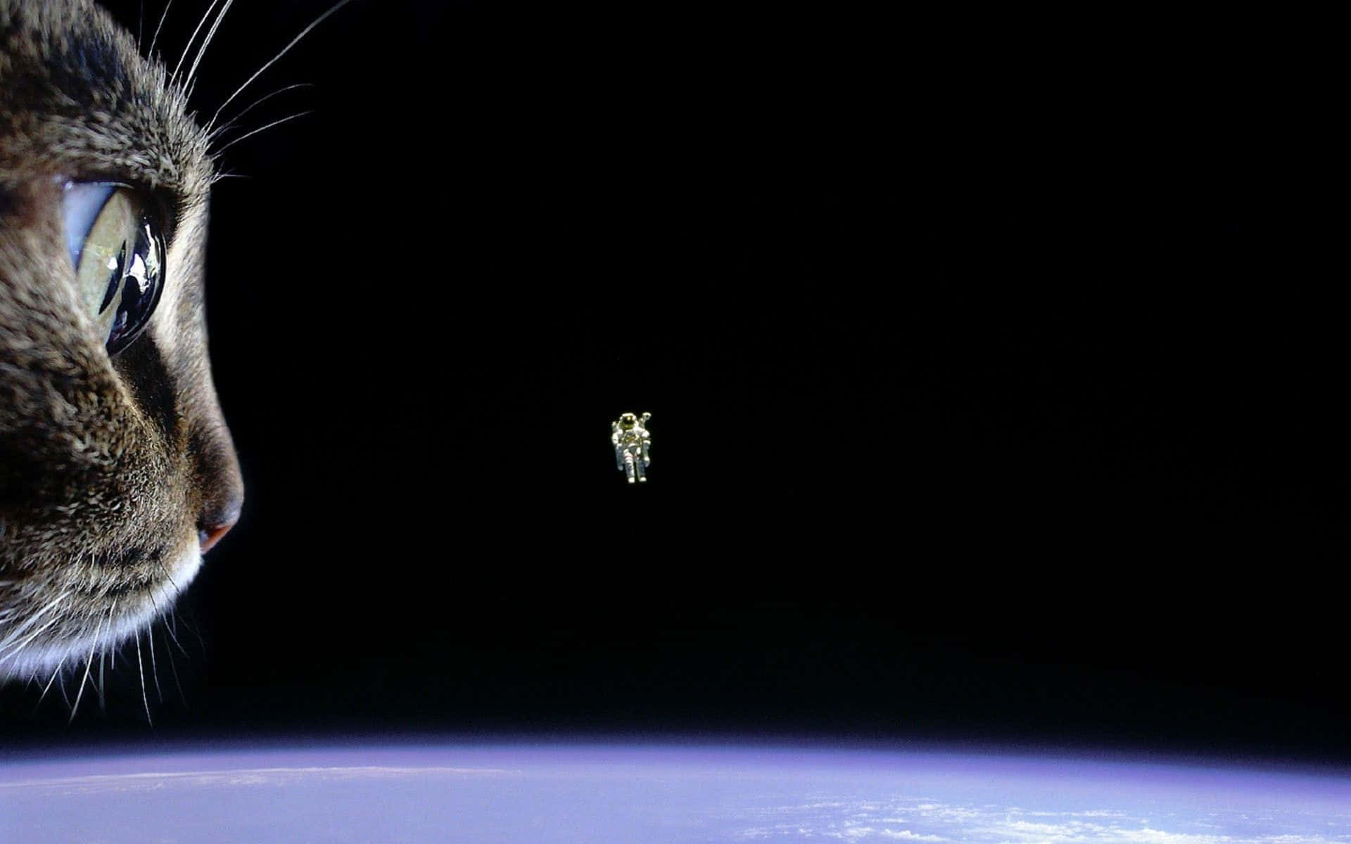 Ungato Mirando La Tierra Desde El Espacio Fondo de pantalla