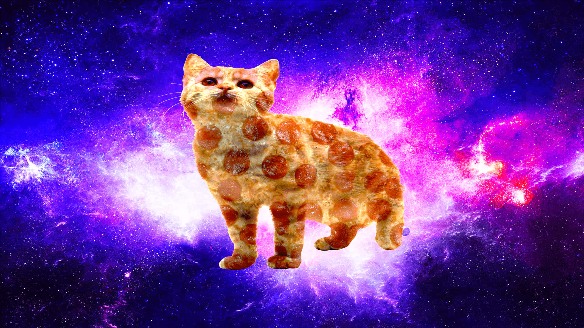 'Cats? In Space?!' Wallpaper