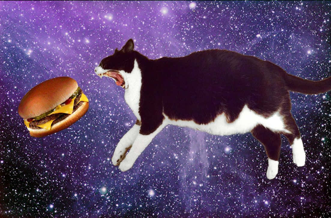 En dristig kat tager et kosmisk sprang ind i det ukendte. Wallpaper