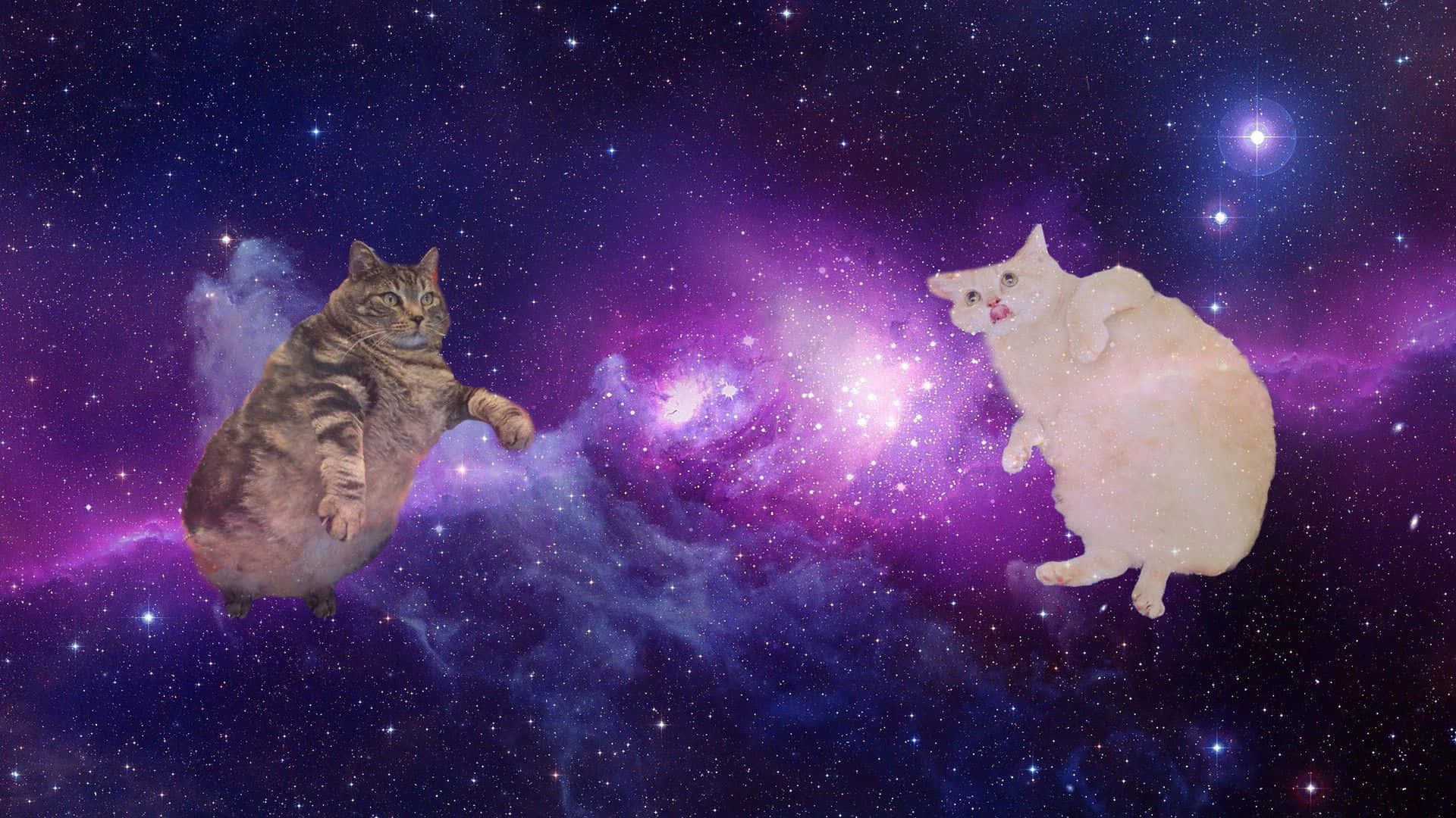 En par katte flyver gennem rummet mellem stjernerne. Wallpaper