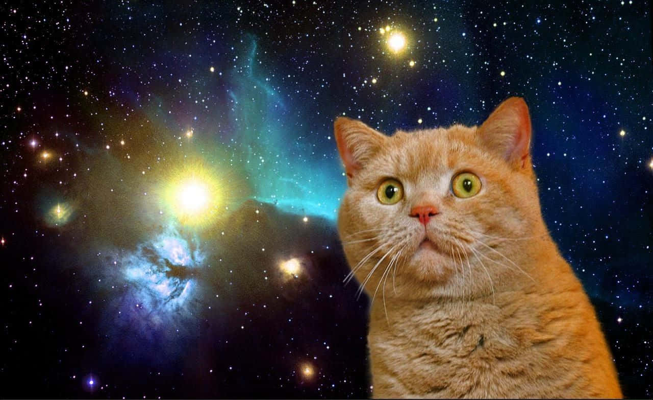 ¡descubrelos Misterios Del Espacio Con Gatos! Fondo de pantalla