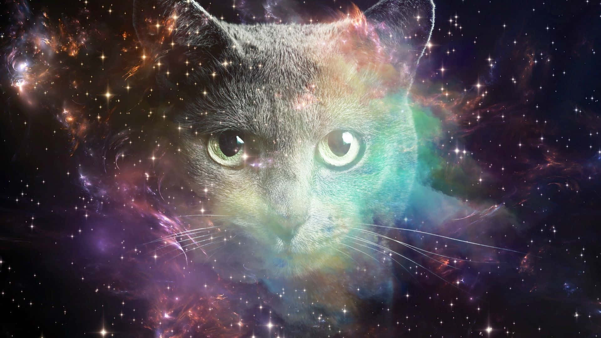 Amatørastronomer observerer katte i rummet. Wallpaper