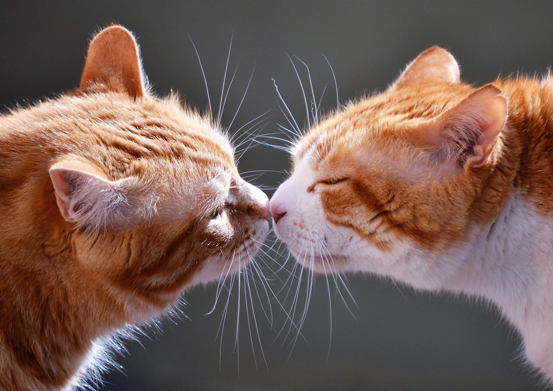 Cats Kissing Hd Wallpaper