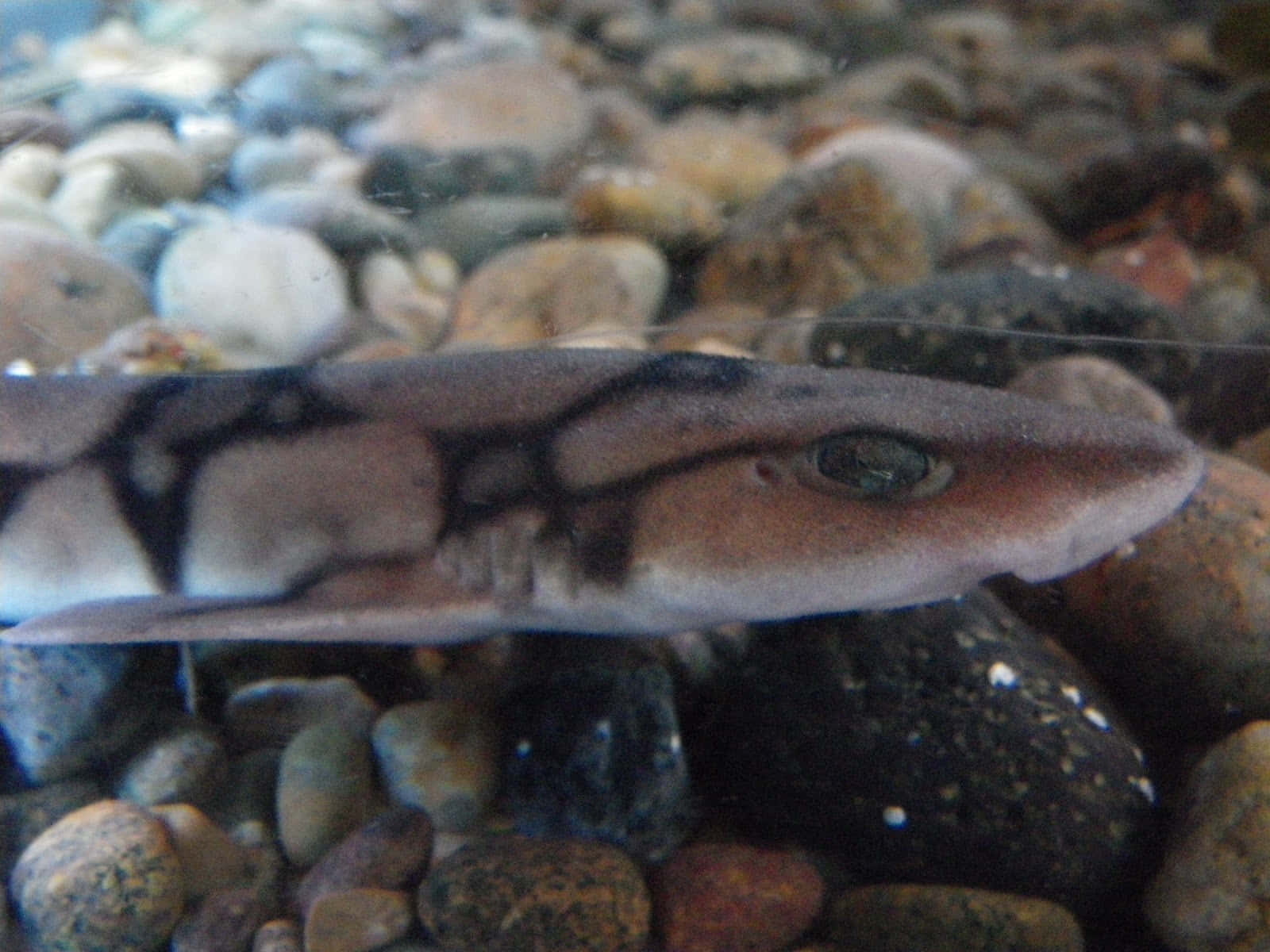 Catshark Camouflaged Among Pebbles Wallpaper