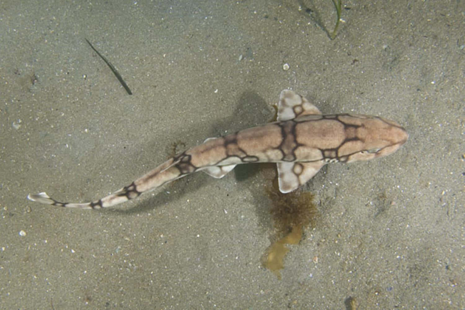 Catshark Swimming Above Seabed Wallpaper