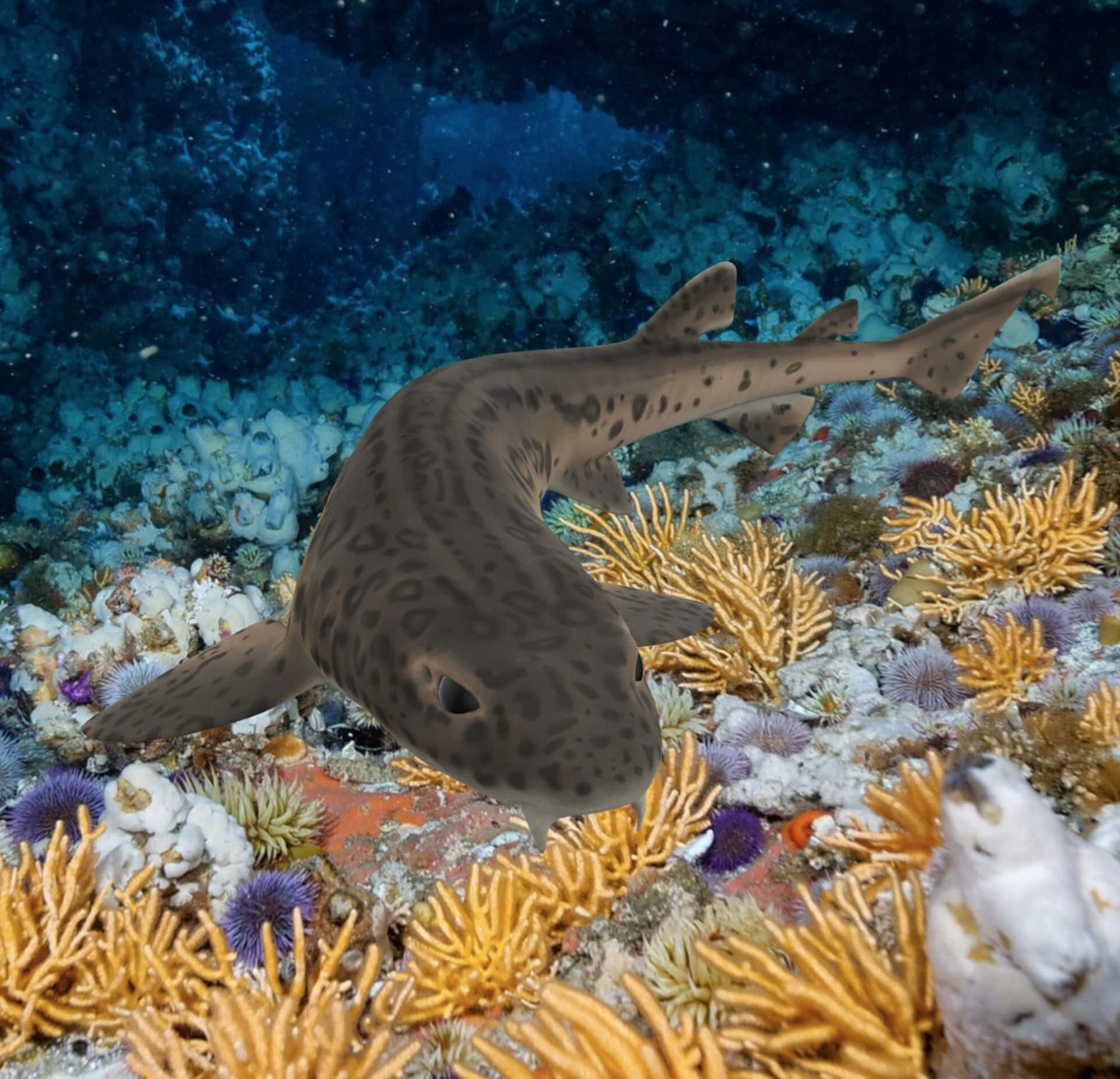 Download Catshark Swimming Among Coral Reef Wallpaper | Wallpapers.com