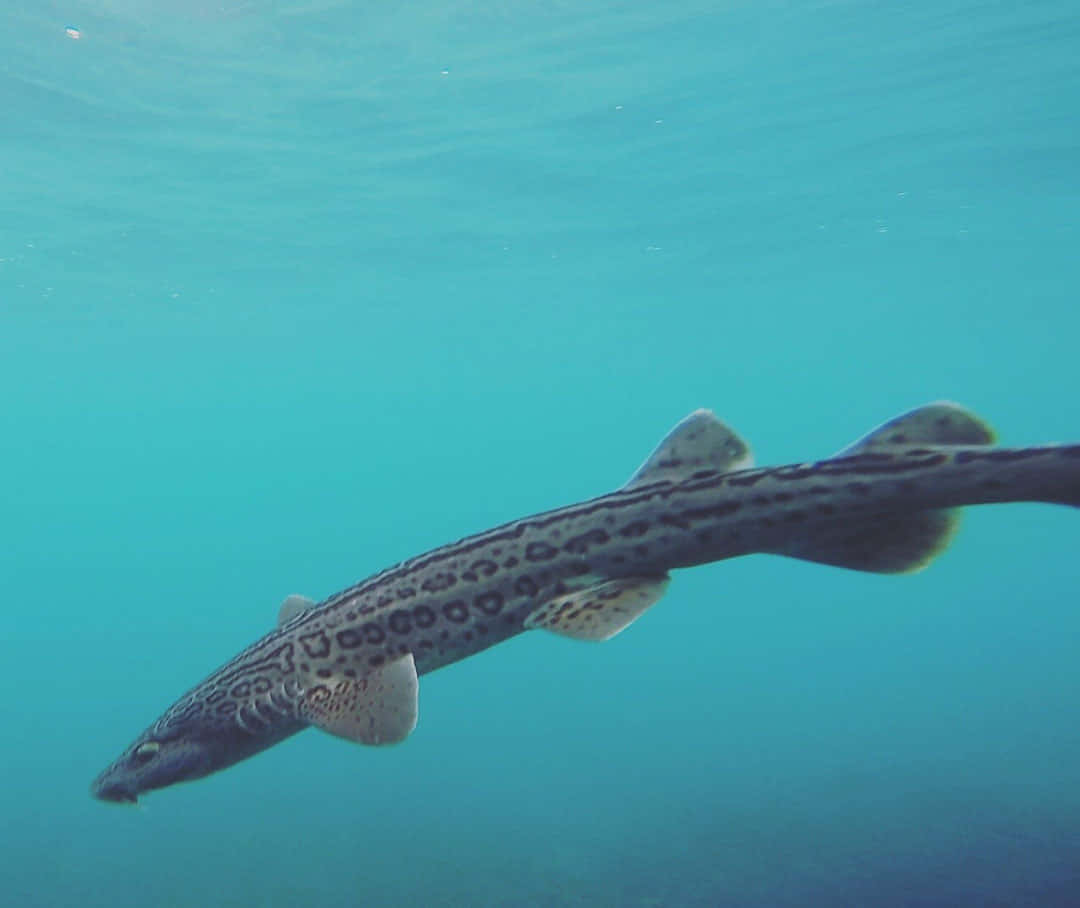 Catshark Swimming Underwater Wallpaper