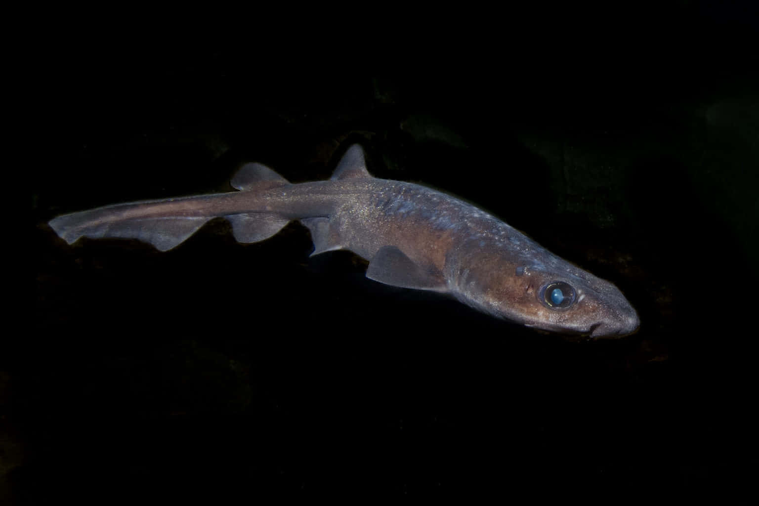 Catshark Swimmingin Dark Waters Wallpaper