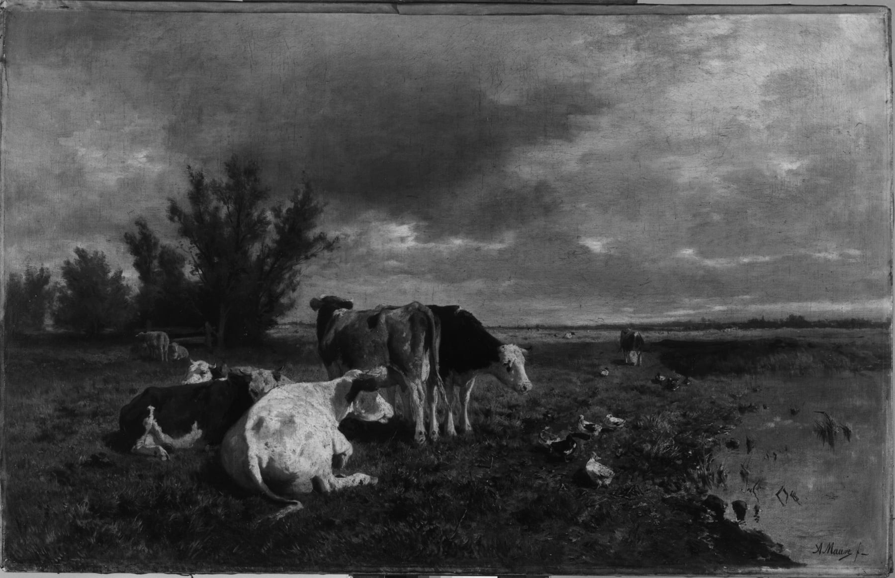 Cattle Wallpaper