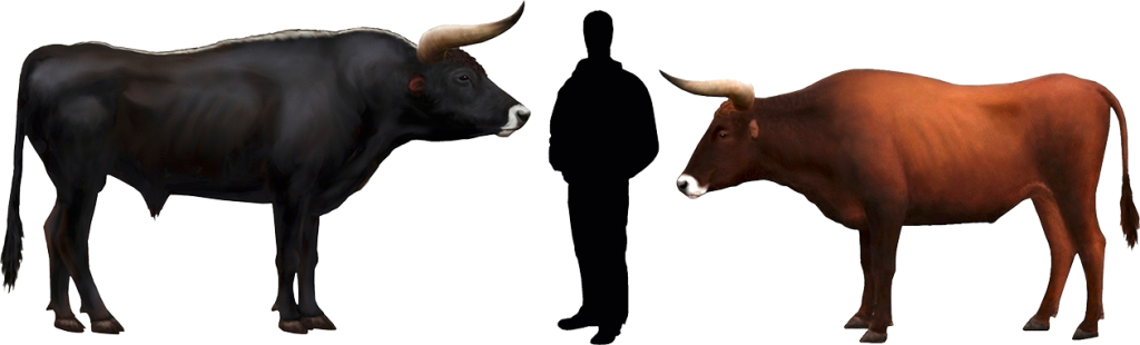 Cattle Comparisonwith Human Silhouette PNG