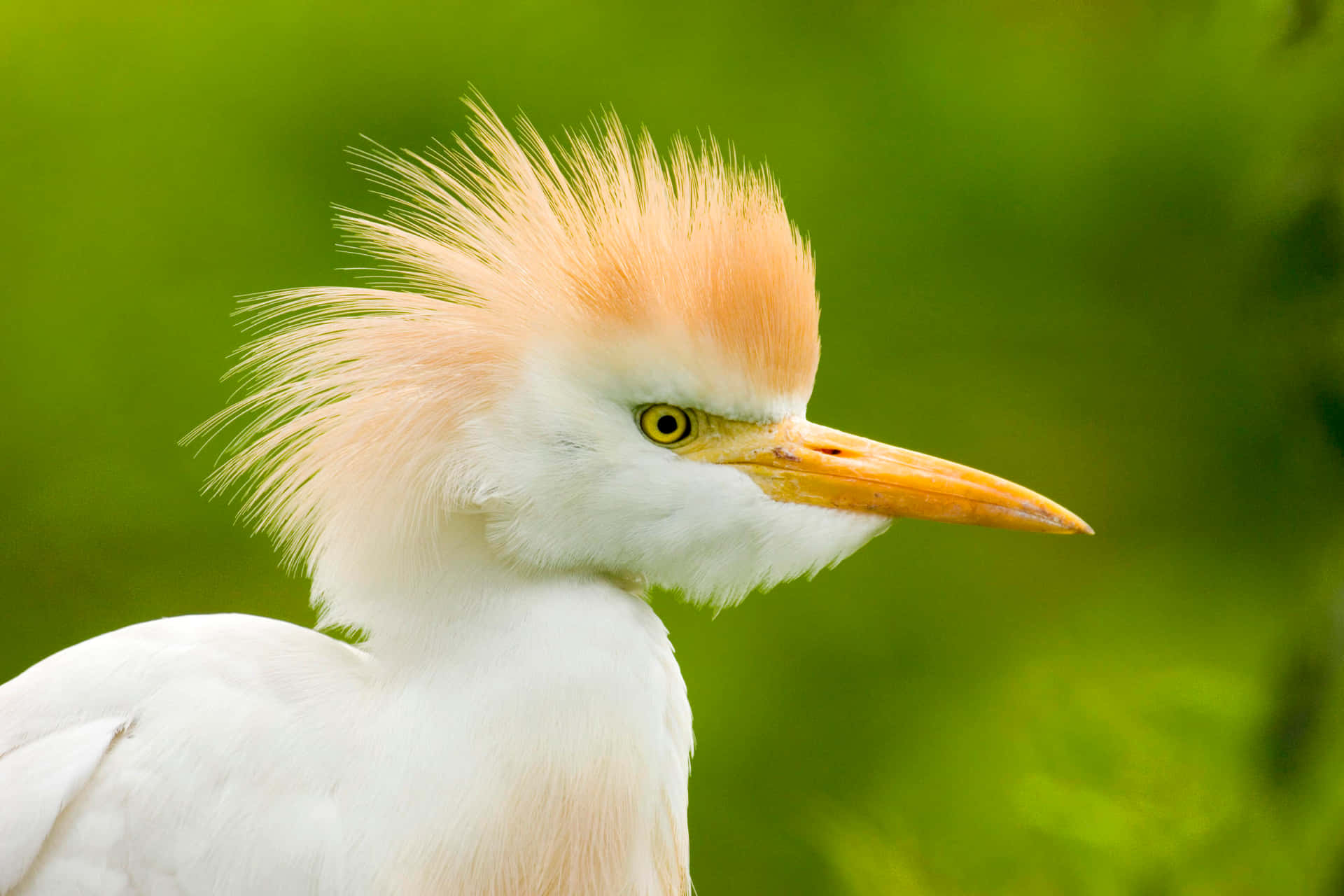 Cattle Egret Portrait Green Background.jpg Wallpaper