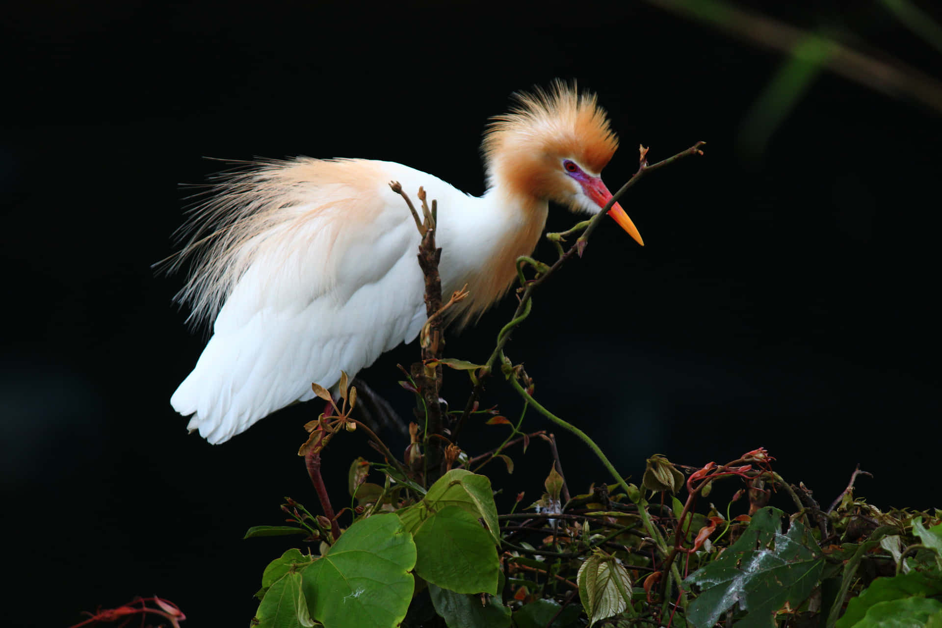 Kveg Egret I Hevelsesfjærdrakt Bakgrunnsbildet