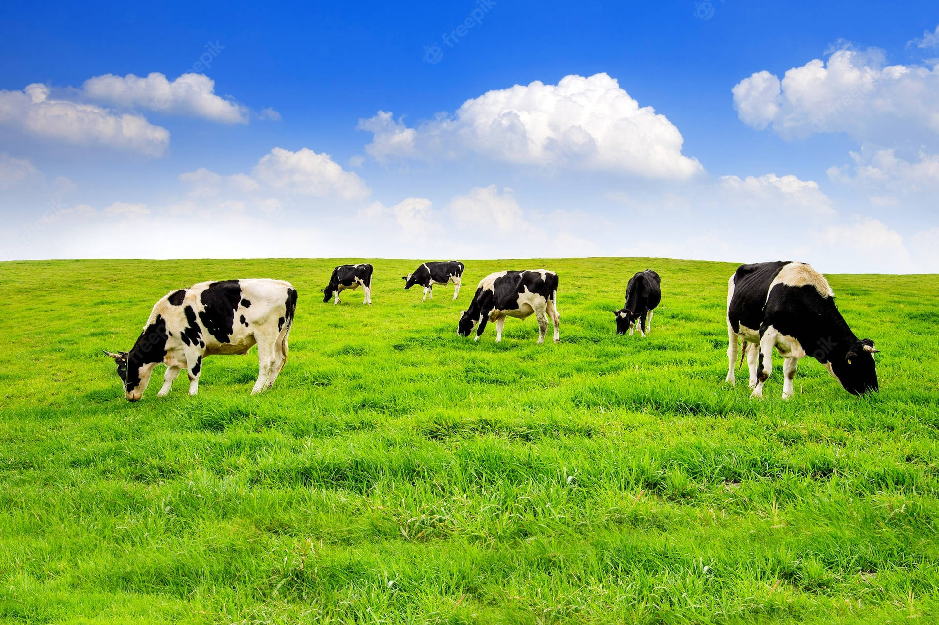 Cattle Farm Animals On Green Field Wallpaper