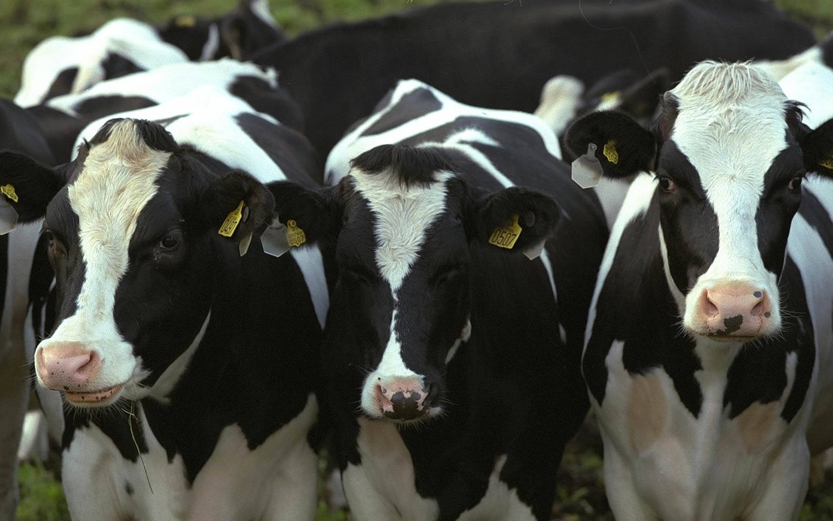 Cattle Holstein Friesian Racer Nær Op Tapet Wallpaper