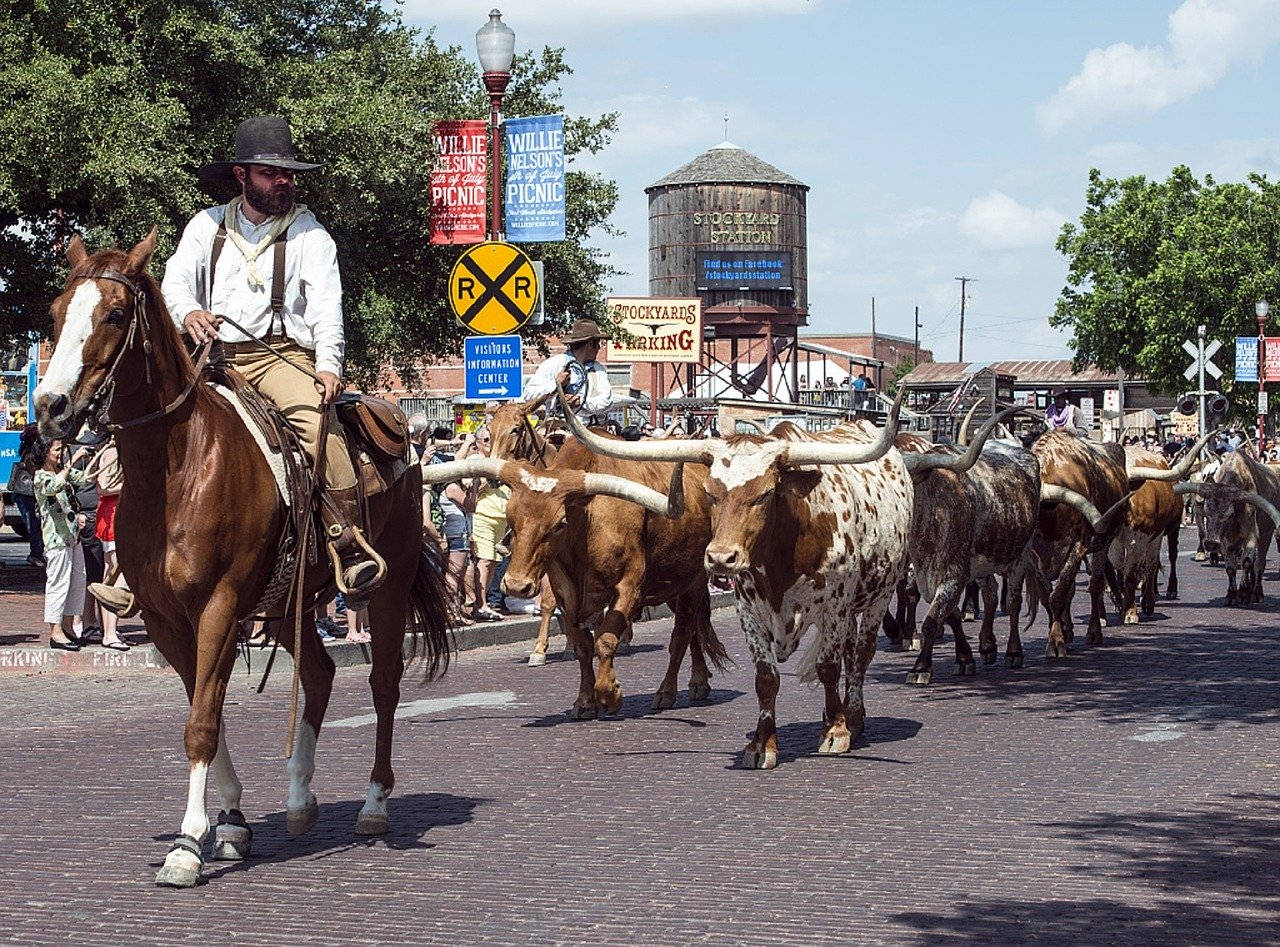 Sfilata Di Bestiame A Fort Worth Street Sfondo