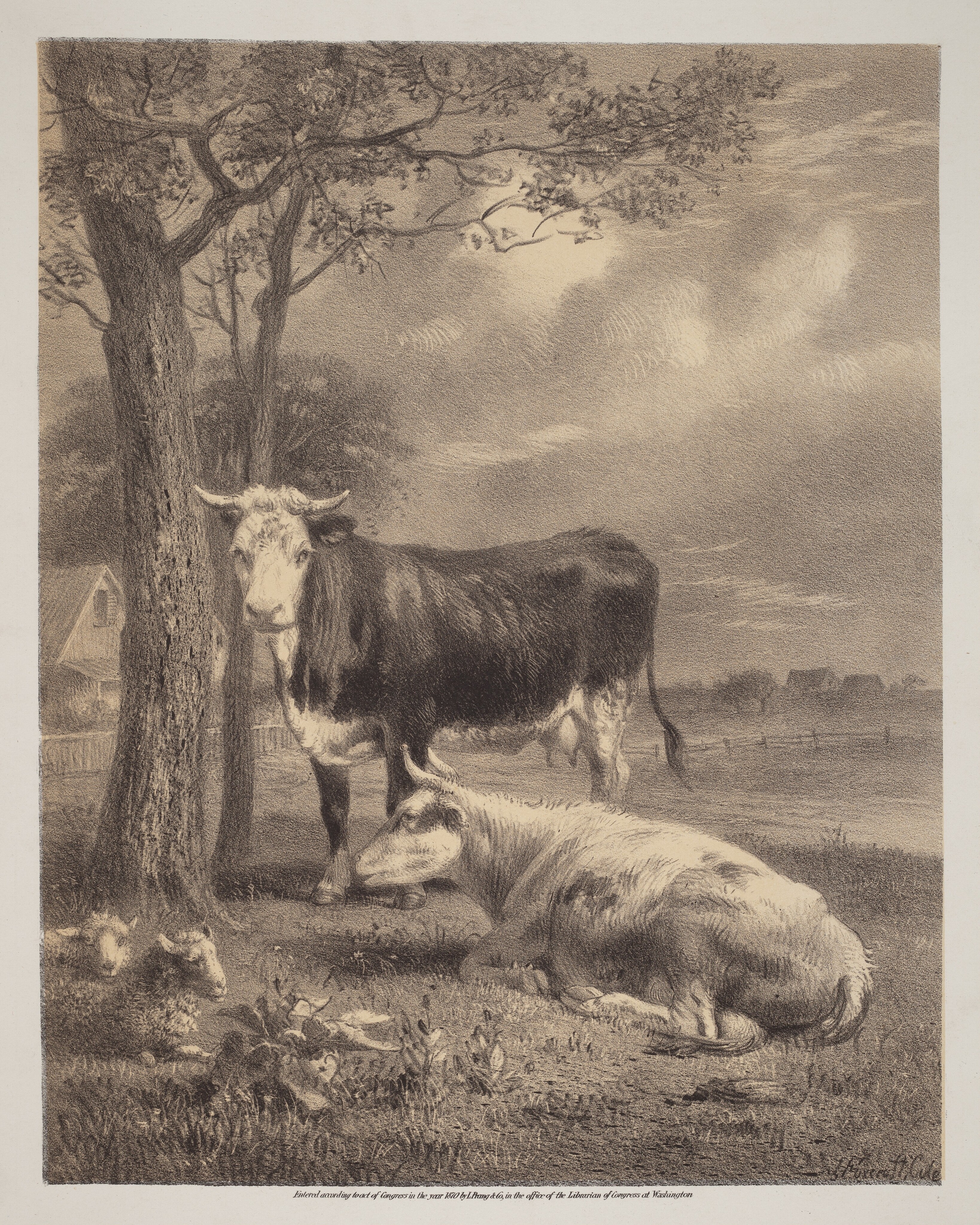 Cattle Ruminating Wallpaper