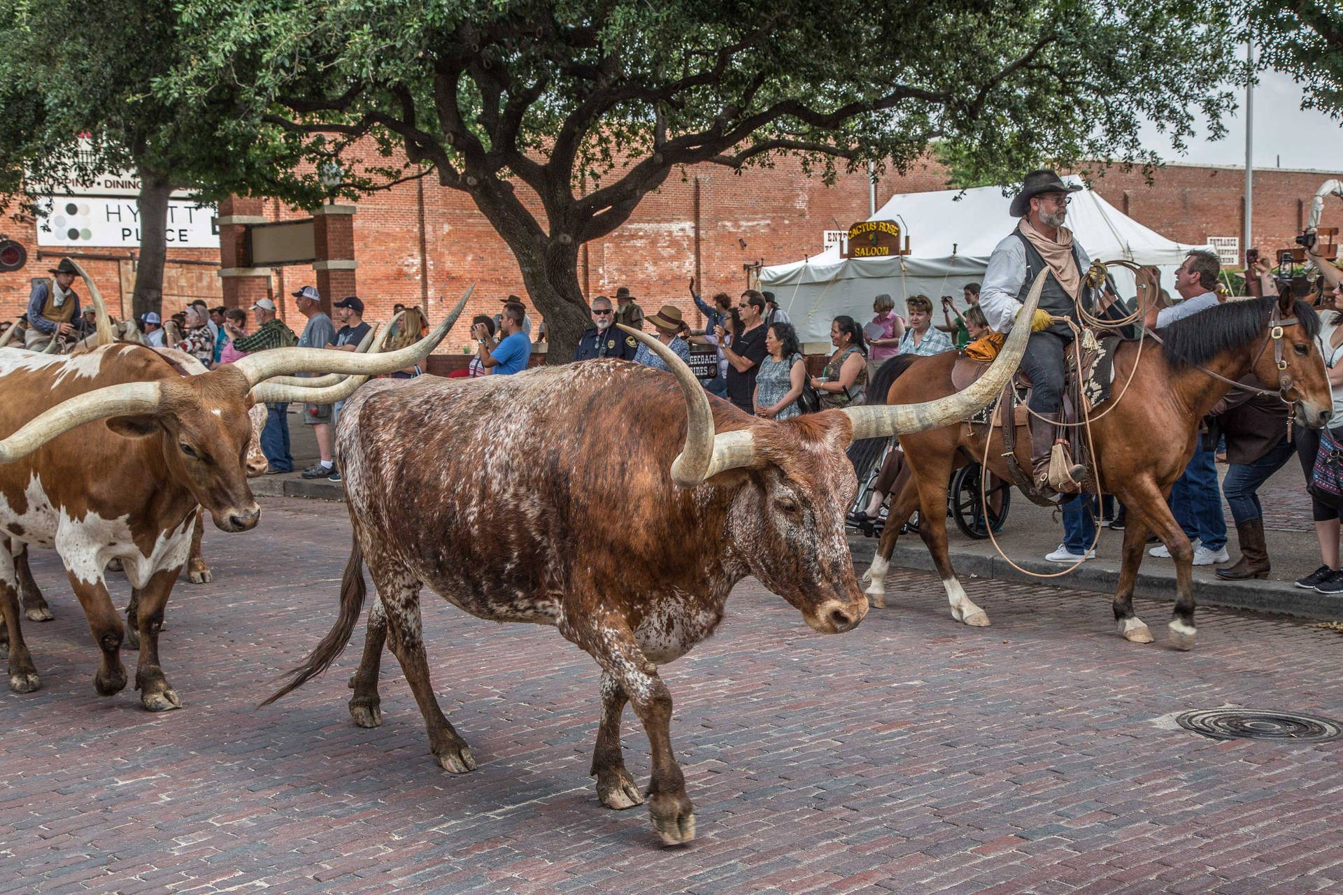 Il Bestiame Cammina Solennemente A Fort Worth Sfondo