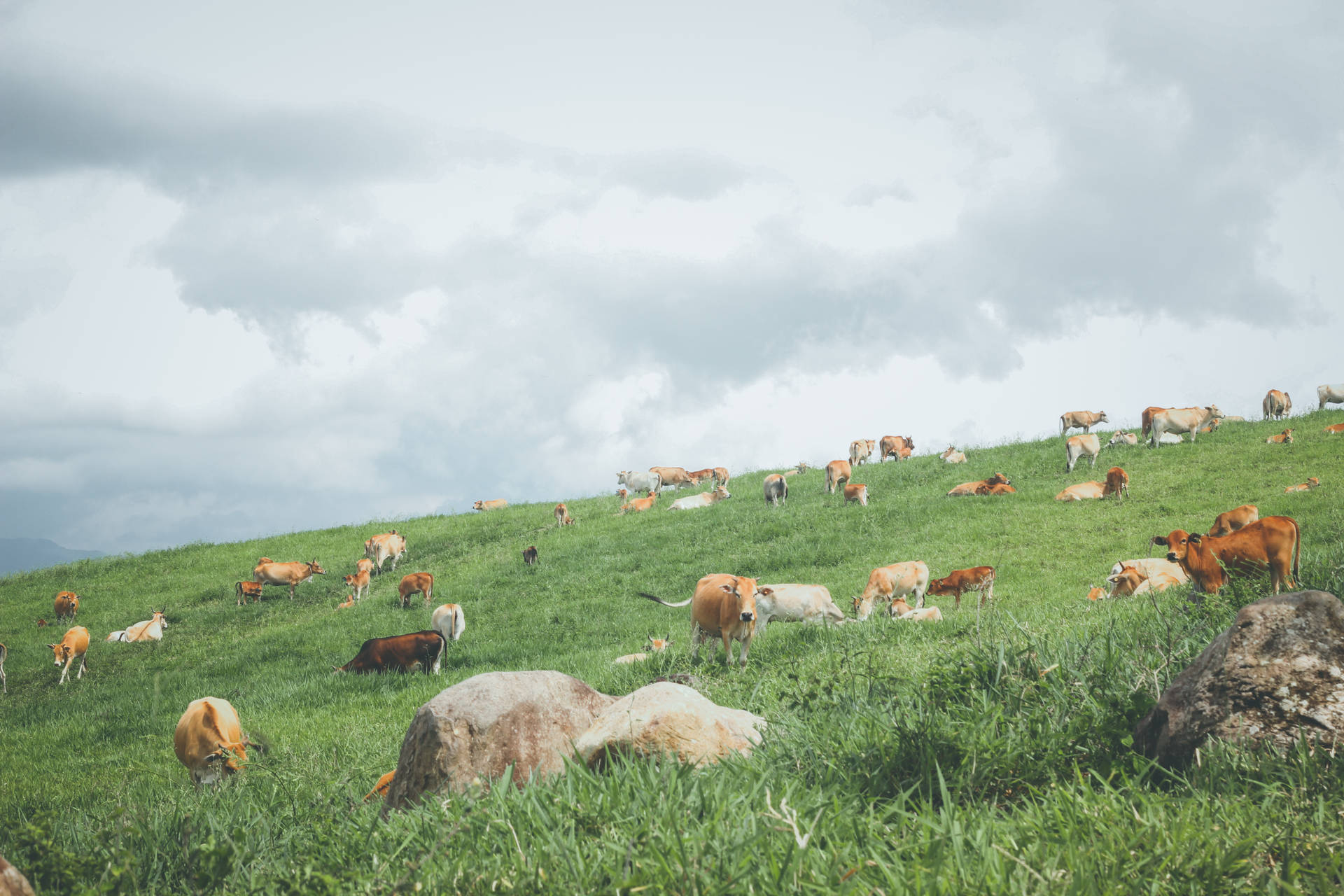 Cattles Grazing in a Lush Meadow Wallpaper