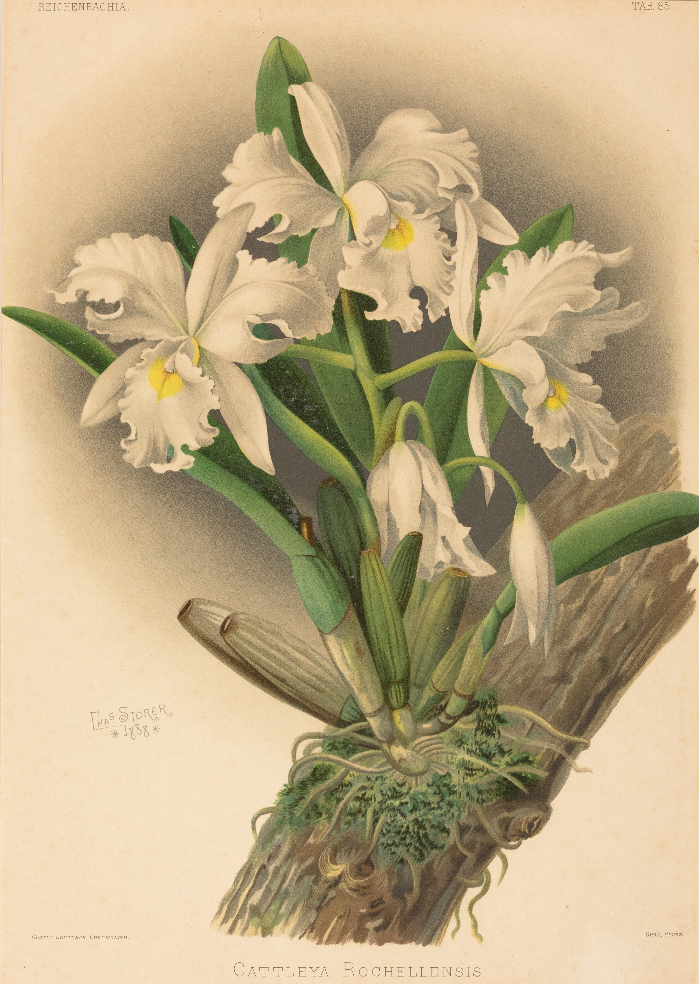 Cattleya Rochellensis Wallpaper
