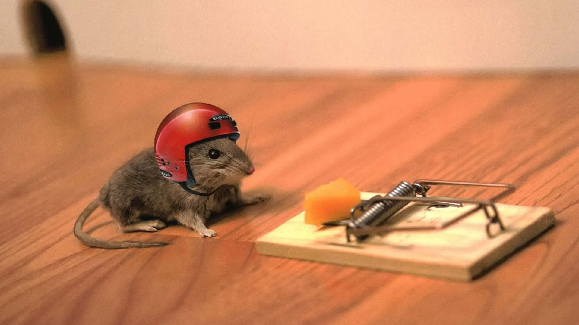 Cautious Mouse With Helmet Near Mousetrap.jpg Wallpaper