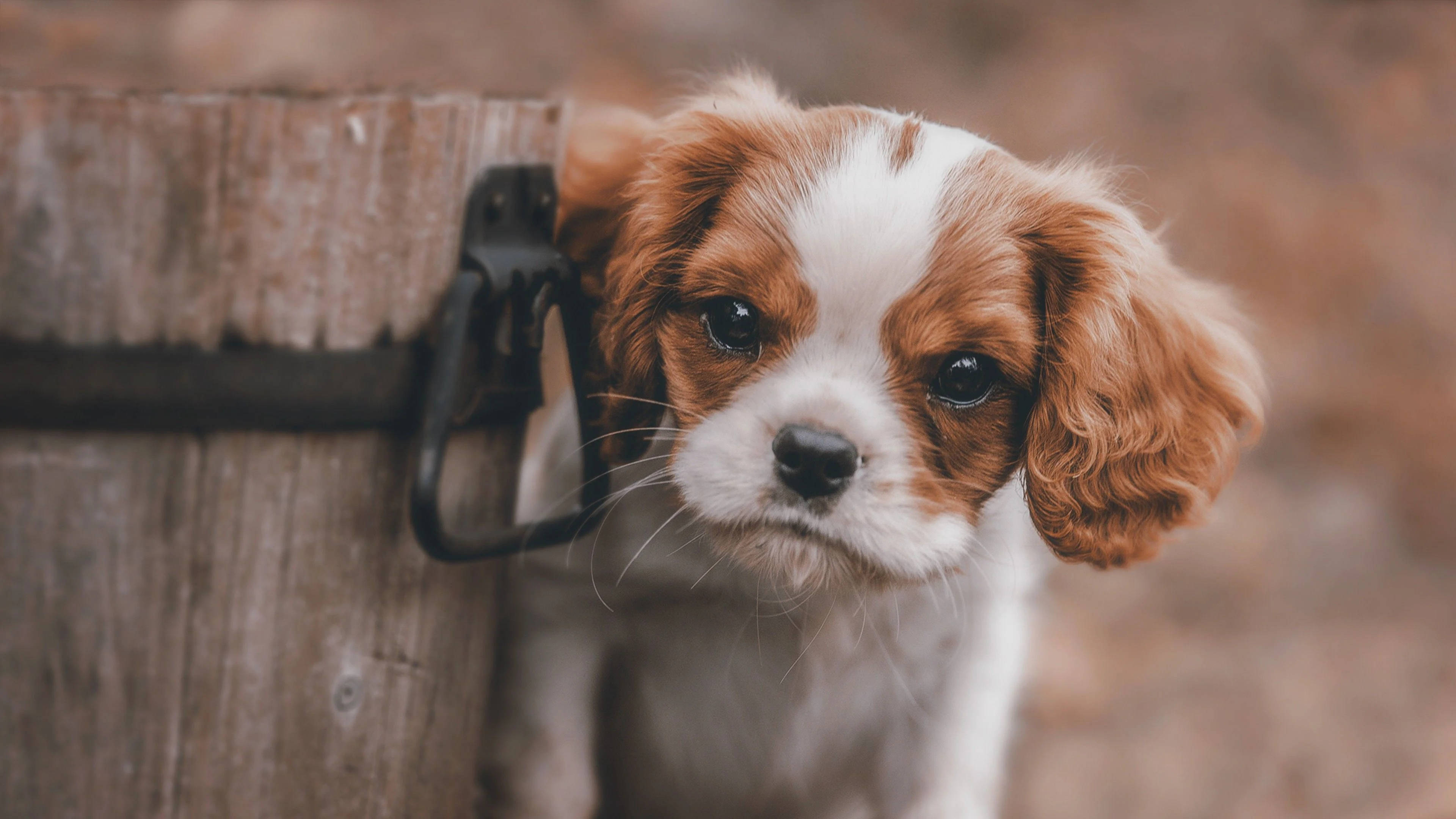 Cavalier King Charles Spaniel Puppy Desktop Background