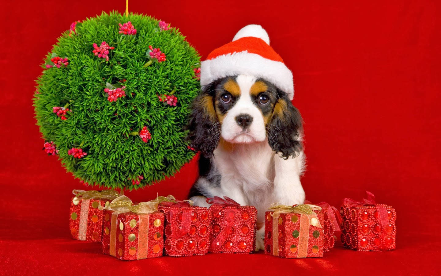 Cavalier Puppy Christmas Presents Wallpaper