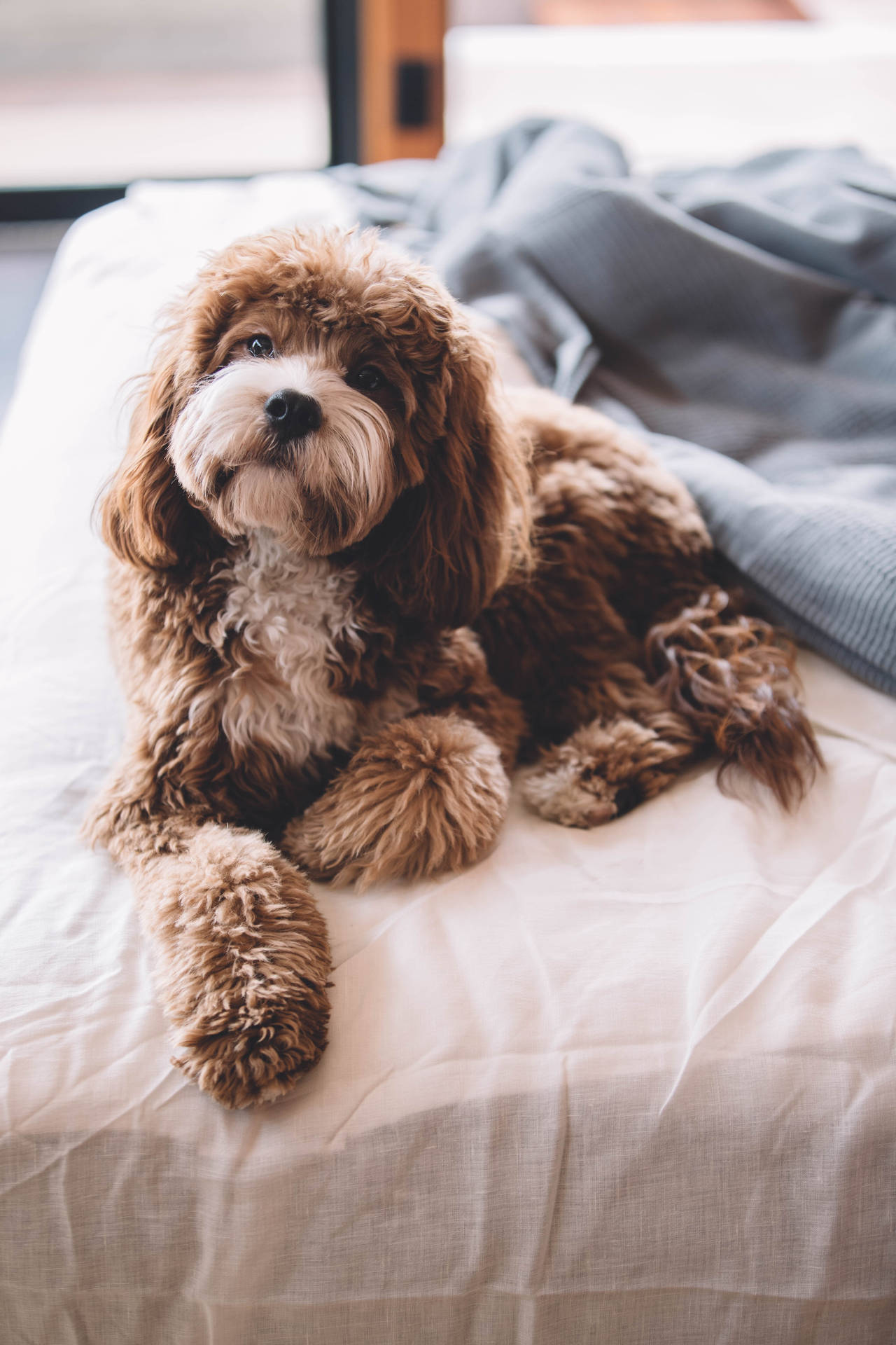 Cavapoo crossbreed dog on bed mobile wallpaper.