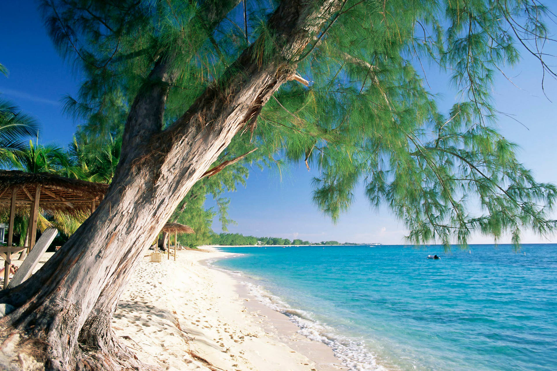 Caymanøerne George Town scene med farverig tropisk vegetation Wallpaper