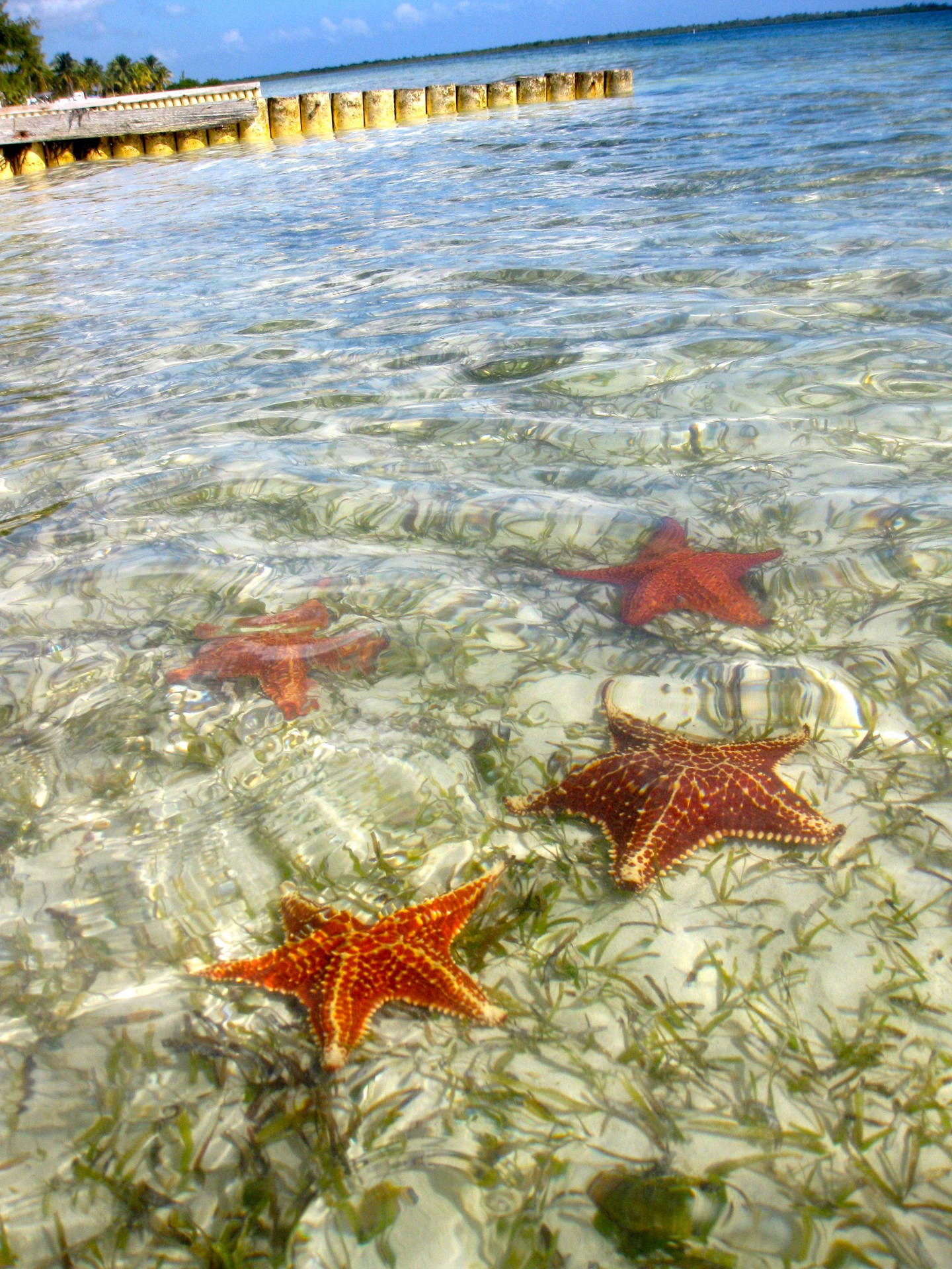 Cayman Island stjernefisk Pointillism mønster Wallpaper