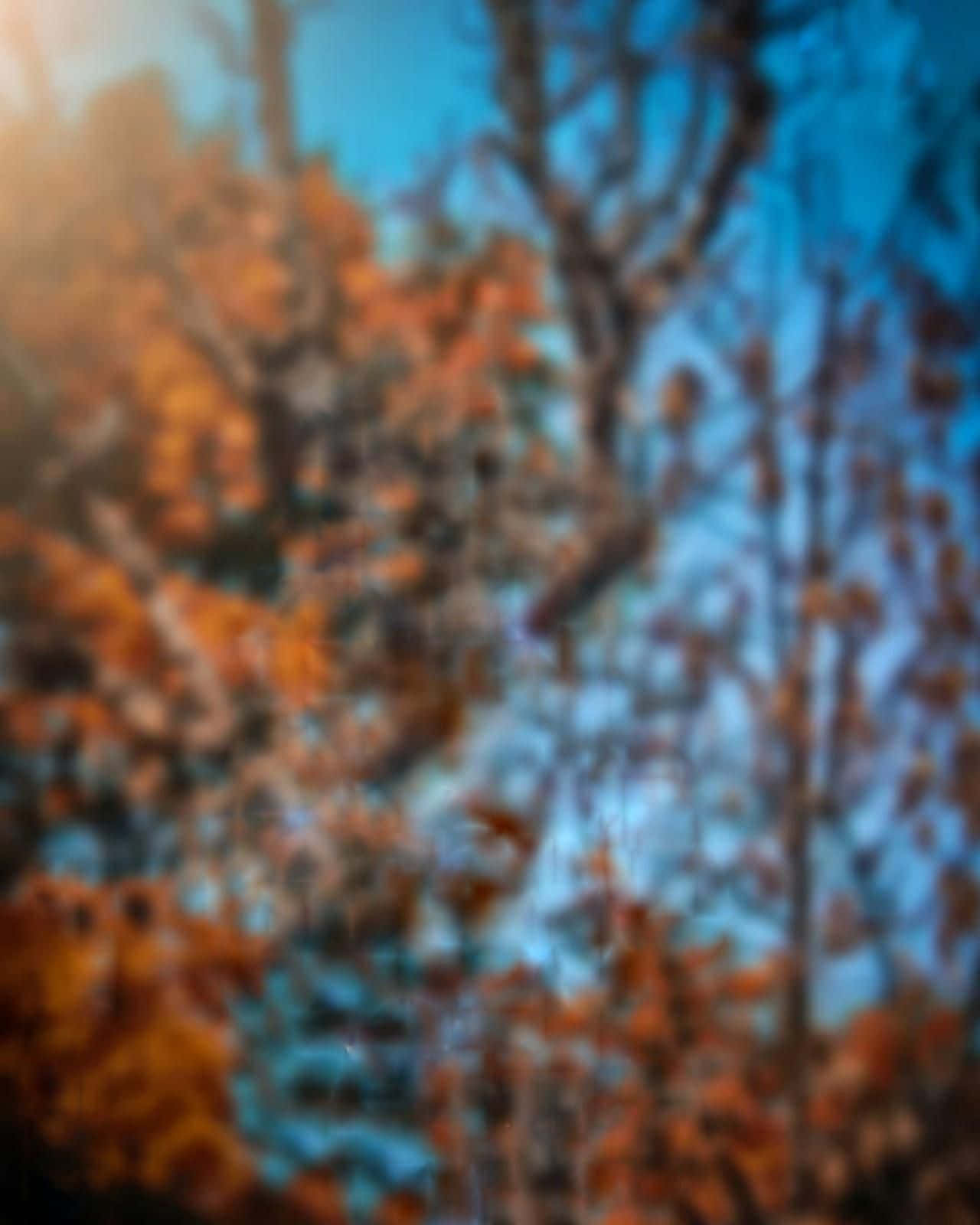 Blurry Autumn Trees CB Background