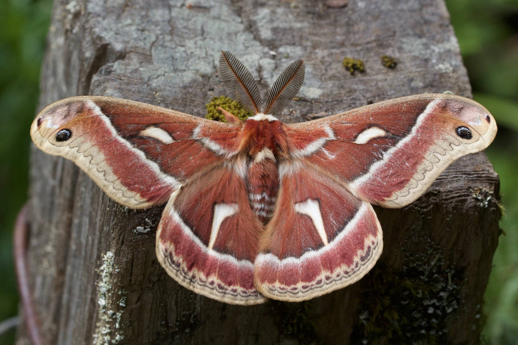 Ceanothus Silkmoth Big Pretty Insect Wallpaper