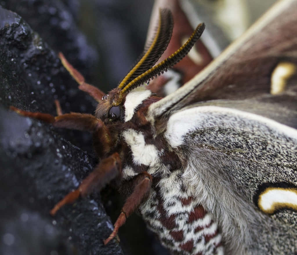 Cecropia Moth Close Up Wallpaper