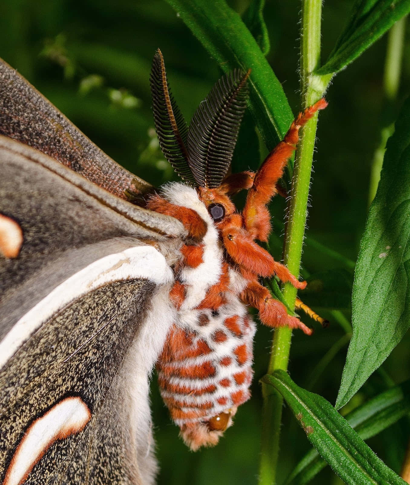 Cecropia Moth Closeup Wallpaper